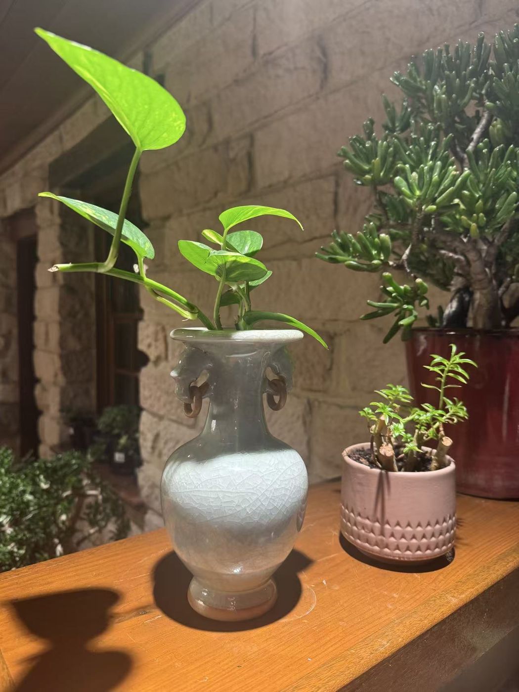 A celadon vase of pothos cuttings beside potted jade plants