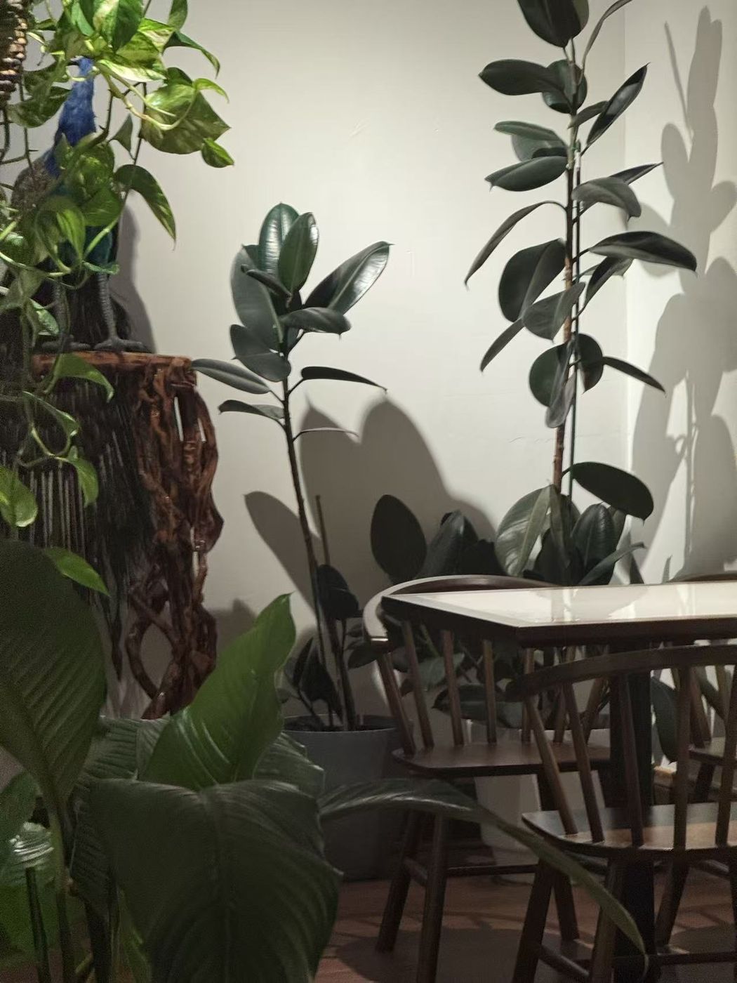 A quiet corner table framed by rubber plants and greenery
