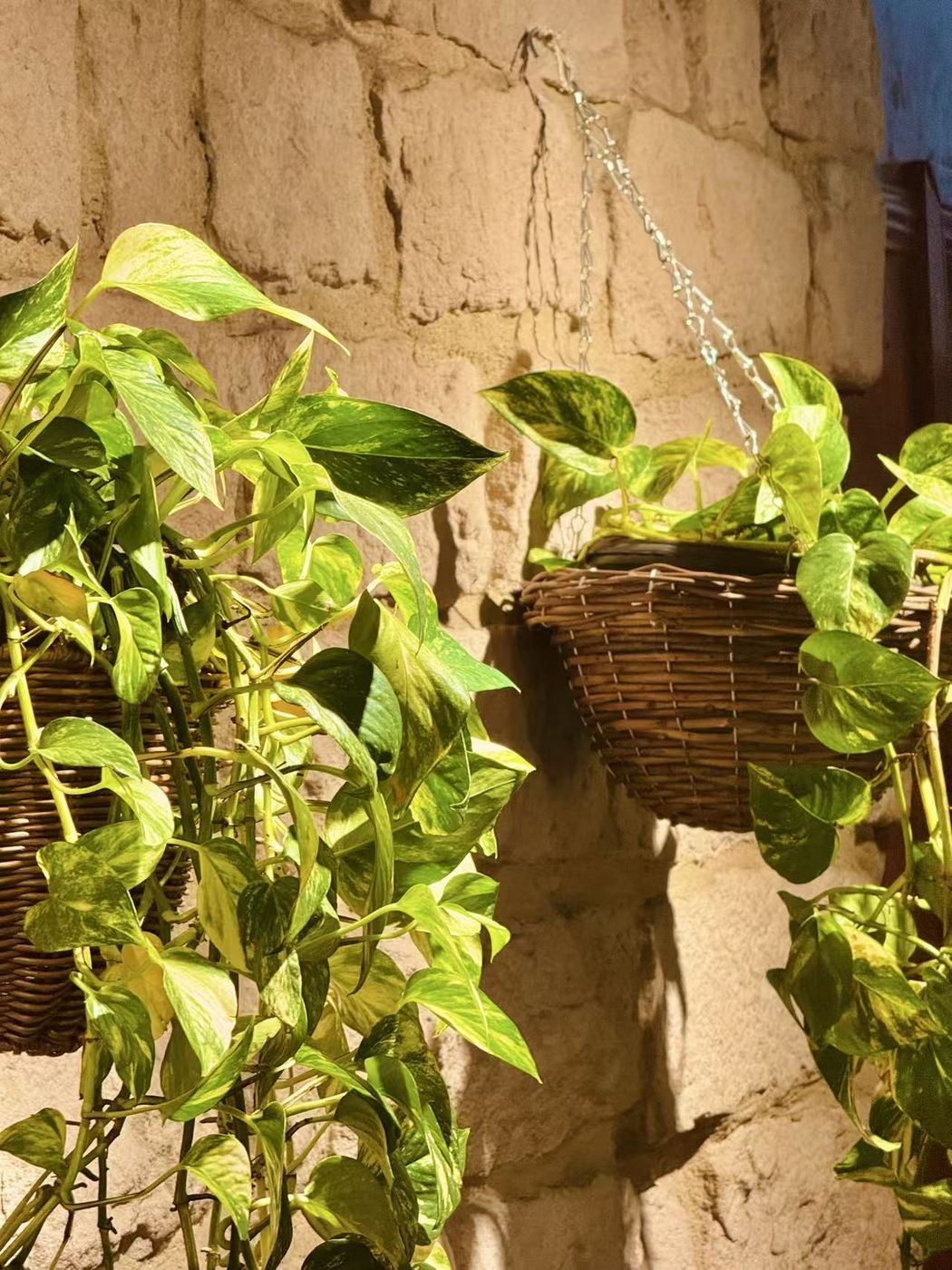 Trailing pothos in woven baskets lit by warm evening light