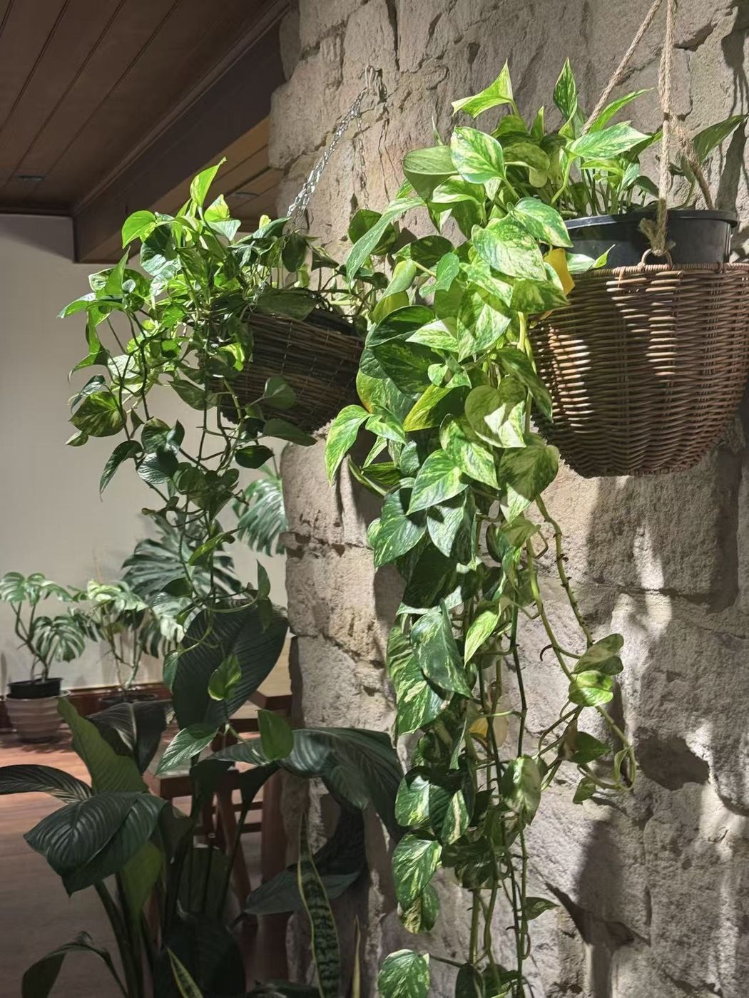 Hanging baskets of pothos against the original sandstone wall